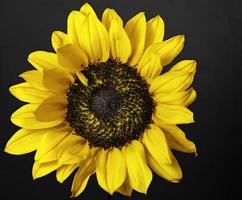Prairie Sunflower . Closeup . Frontal view photo