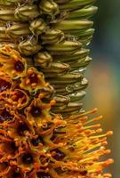 Aloe Speciosa . Macro image with soft bloom in background photo