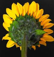 Prairie Sunflower . Closeup . View from rear photo