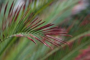 Sago Palm leaves with winter browning photo