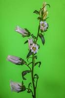 Canterbury Bells . Multiple blooms on a single stem . Green background photo