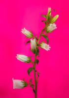 Canterbury Bells . Multiple blooms on a single stem . Pink background photo