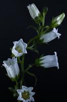 Canterbury Bells . Multiple blooms on a single stem . Closeup . Black background photo