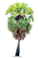Big male Sugar palm tree and green leaf isolated on transparent background, Graden tree, PNG File