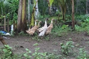 a group of ducks looking for food photo