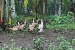 a group of ducks looking for food photo