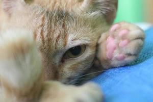 a close up of a staring cat face photo