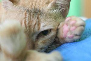 a close up of a staring cat face photo