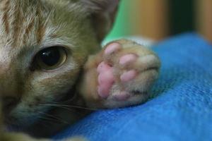 a close up of a staring cat face photo