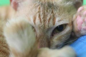 a close up of a staring cat face photo