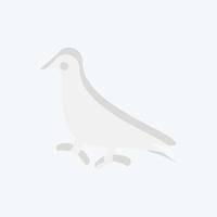 Icon Pigeon. related to Domestic Animals symbol. simple design editable. simple illustration vector