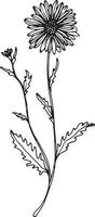 Linear wildflower flower. Hand drawn illustration. vector