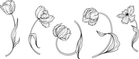 Linear tulip flower. Hand drawn illustration. This art is perfect for invitation cards, spring and summer decor, greeting cards, posters, scrapbooking, print, etc. vector