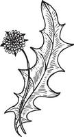 Linear wildflower flower. Hand drawn illustration. vector