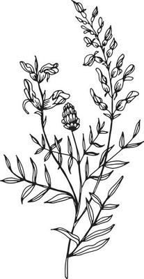 Linear wildflower flower. Hand drawn illustration.