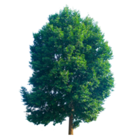 gros arbre sur transparent Contexte png