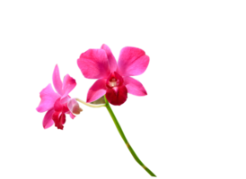 red orchid flower on transparent background png