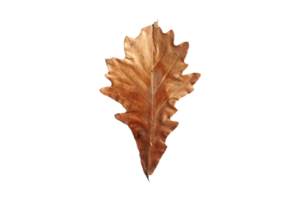 Brown dried leaf isolated on a transparent background png