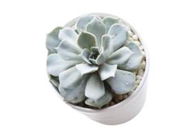 Succulent flower isolated on a transparent background png