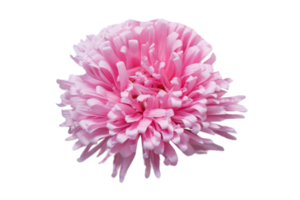 Pink flowers isolated on a transparent background png