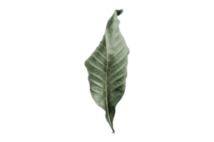 Leaf isolated on a transparent background png