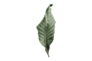 Leaf isolated on a transparent background png