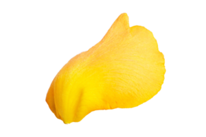 Yellow petal isolated on a transparent background png