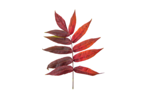 Red leaf isolated on a transparent background png