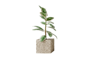 Beige flowerpot with a plant isolated on a transparent background png