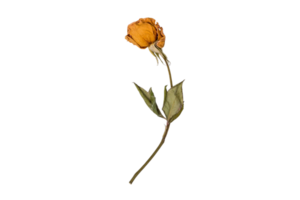 Yellow flower isolated on a transparent background png