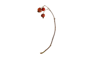 Brown dried plant isolated on a transparent background png