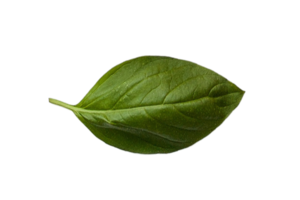 Fresh basil isolated on a transparent background png