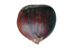 Seed isolated on a transparent background png