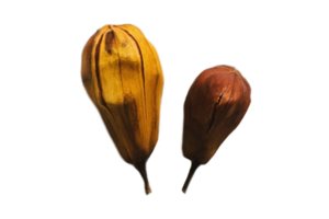 Dried eggplants isolated on a transparent background png