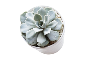 succulent fleur isolé sur une transparent Contexte png