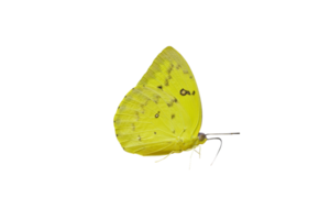 amarillo mariposa transparente png