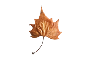 Brown dried leaf isolated on a transparent background png