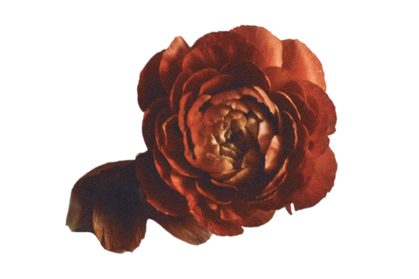Page 2 | Brown Flowers PNGs for Free Download