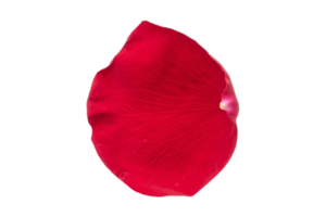 Red petal of roses isolated on a transparent background png