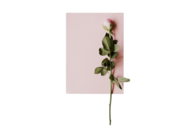 rose carnet avec une Rose isolé sur une transparent Contexte png