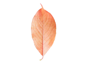 Dried leaf isolated on a transparent background png