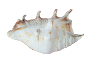 Seashell decoration isolated on a transparent background png