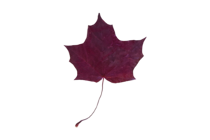 Purple leaf isolated on a transparent background png