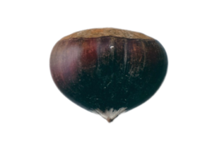 Top view of a seed isolated on a transparent background png