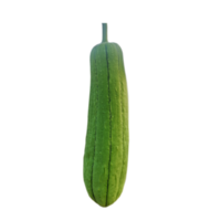 luffa akutangulär, cucurbitaceae grön vegetabiliska png