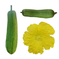 Gelb Blume Luffa eckig, Kürbisgewächse Grün Gemüse png