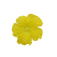 yellow flower luffa acutangular, Cucurbitaceae green vegetable png