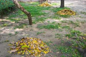 Gather piles of leaf scraps photo