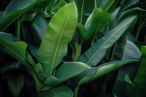 lush banana leaves, photo