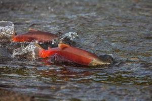 Kamchatka wild salmon photo